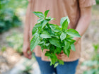 Person holding a fresh bunch of vibrant green Lemon basil leaves in a garden.