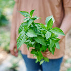 Person holding a fresh bunch of vibrant green Lemon basil leaves in a garden.