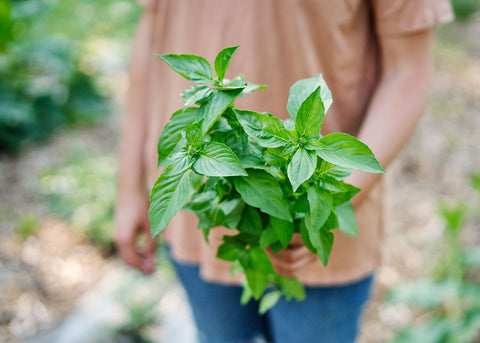 Heirloom Seeds_Basil_Mrs. Burns Lemon_Bucktown Seed Company-03
