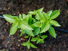 Top-down view of a young Lemon basil plant with bright green leaves growing in dark garden soil.