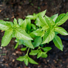 Top-down view of a young Lemon basil plant with bright green leaves growing in dark garden soil.