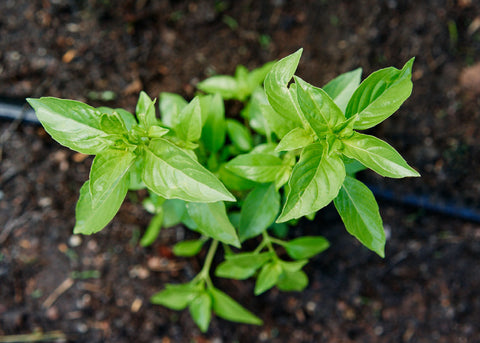 Heirloom Seeds_Basil_Mrs. Burns Lemon_Bucktown Seed Company-02