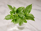 Fresh green Lemon basil leaves in a small glass jar on a white marble surface.