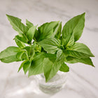 Fresh green Lemon basil leaves in a small glass jar on a white marble surface.