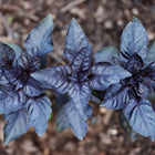 Top-down view of vibrant deep purple Dark Opal basil leaves growing in garden soil.