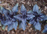 Purple Dark Opal_ Basil Herb Seeds_Bucktown Seed Company_01