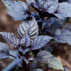 Close-up of a Purple Dark Opal basil plant with deep purple, textured leaves growing in garden soil.