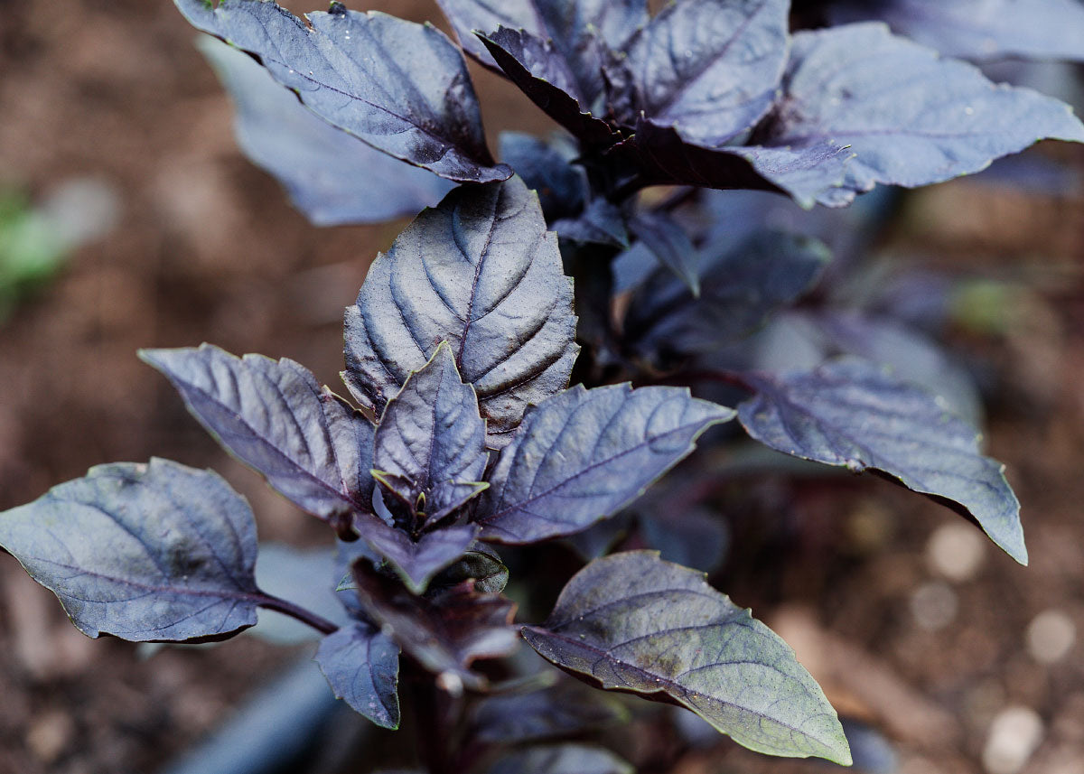 Purple Dark Opal_ Basil Herb Seeds_Bucktown Seed Company_02
