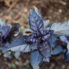 Top-down view of a young Purple Dark Opal basil plant with deep purple, textured leaves growing in garden soil.