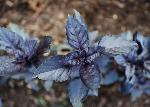 Purple Dark Opal_ Basil Herb Seeds_Bucktown Seed Company_03