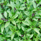 Thai basil plants with glossy green leaves, dark purple stems, and small budding flower spikes in a garden.