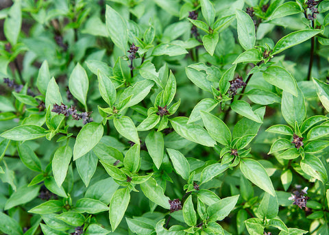 thai basil seeds from plant Thai