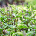 Thai basil plants with glossy green leaves and dark purple flower spikes blooming in a garden.