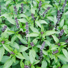 Thai basil plants with glossy green leaves, dark purple stems, and small purple flower spikes in a garden.