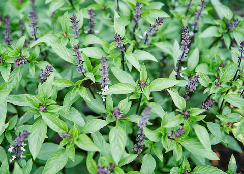Heirloom Seeds - Thai Basil - Bucktown Seed Company-03