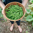 A person holding a woven basket filled with freshly harvested Blue Lake 274 green beans in a garden.