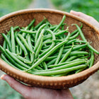 Hands holding a woven basket filled with freshly harvested green Blue Lake 274 bush beans in a garden.