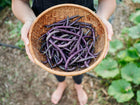 Hands holding a woven basket filled with freshly harvested deep violet Royalty Purple Pod bush beans.