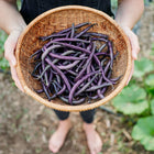 Hands holding a woven basket filled with freshly harvested deep violet Royalty Purple Pod bush beans.