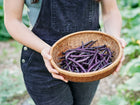 Hands holding a woven basket filled with freshly harvested deep violet Royalty Purple Pod bush beans.