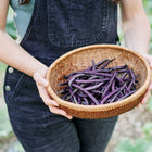 Hands holding a woven basket filled with freshly harvested deep violet Royalty Purple Pod bush beans.