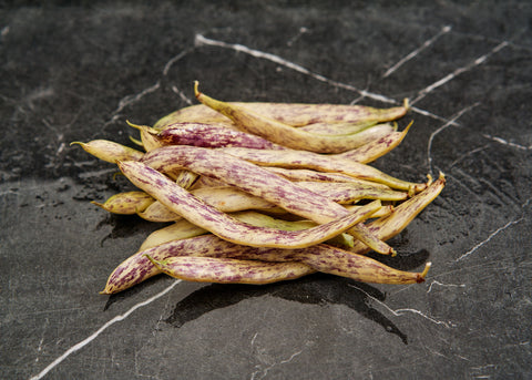 Heirloom Seeds_Bush Beans_Dragons Tongue_Bucktown Seed Company-01