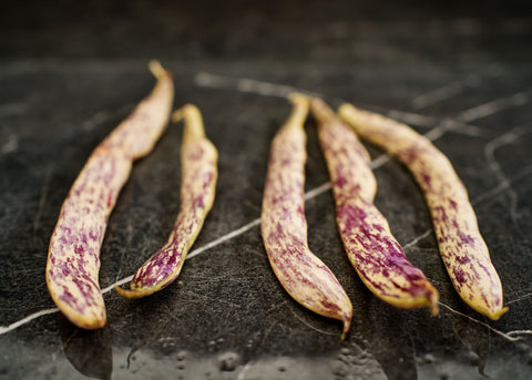 Heirloom Seeds_Bush Beans_Dragons Tongue_Bucktown Seed Company-02
