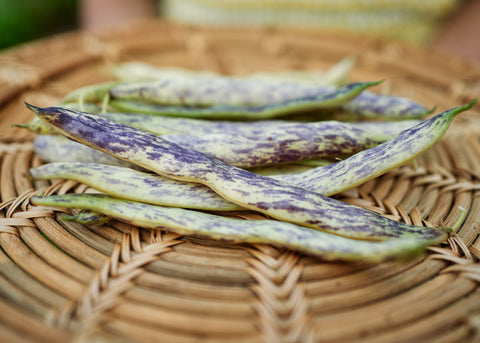 Heirloom Seeds_Bush Beans_Dragons Tongue_Bucktown Seed Company-03