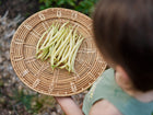 A person holding a woven basket filled with freshly harvested yellow Golden Wax bush beans.