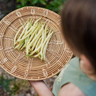 A person holding a woven basket filled with freshly harvested yellow Golden Wax bush beans.