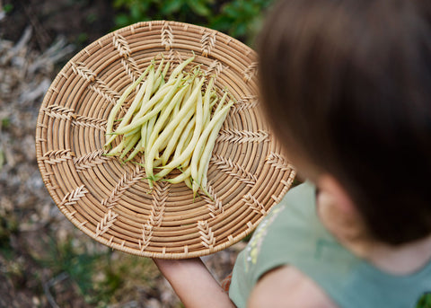 Heirloom Seeds_Bush Beans_Goldilocks_Bucktown Seed Company-04