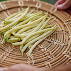 Hands holding a woven basket filled with freshly harvested, bright yellow Golden Wax bush bean pods.