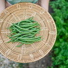 A woven wicker basket held in hands, filled with a fresh harvest of long, slender green Jade bush beans.