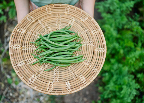 Jade - Bush Bean Seeds