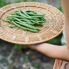 A person holding a woven basket filled with freshly harvested, long, slender green Jade bush beans.