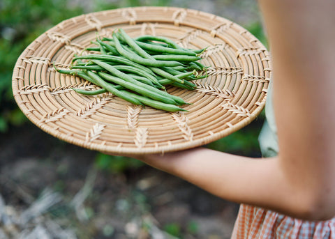 Jade - Bush Bean Seeds