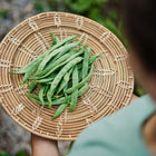 Freshly harvested Kentucky Wonder pole beans piled on a round, woven wicker tray held by a person.