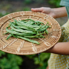 Hands holding a woven basket filled with freshly harvested green Kentucky Wonder pole beans in a garden.