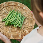 Hands holding a woven basket filled with a fresh harvest of green Provider bush beans.