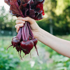 Hand holding a freshly harvested bunch of Bull's Blood beets with deep burgundy leaves and round red roots.