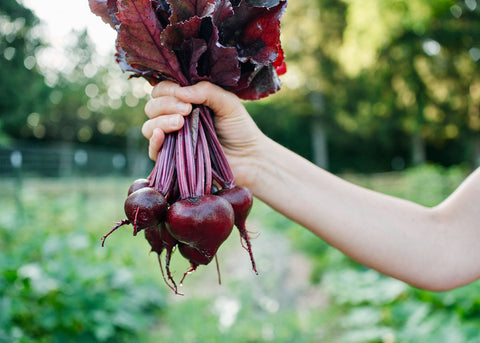 Heirloom Seeds - Bulls Blood Beets - Bucktown Seed Company-01
