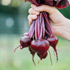A hand holding a freshly harvested bunch of Bull's Blood beets with deep burgundy roots and dark red stems.