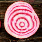 Sliced Chioggia beet showing vibrant pink and white candy-striped rings on a rustic dark wooden surface.