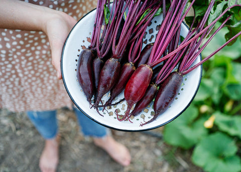 Heirloom Seeds - Cylindra Beets - Bucktown Seed Company-02