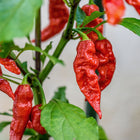 Wrinkled, bright red Bhut Jolokia Ghost peppers ripening on a green leafy plant.