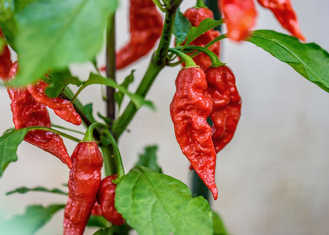 Bhut Jolokia Ghost - Hot Pepper Seeds