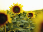Bright yellow Black Mammoth sunflower blooms with dark centers growing in a sunlit field.