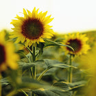 Bright yellow Black Mammoth sunflower blooms with dark centers growing in a sunlit field.