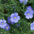Delicate sky-blue Blue Flax flowers with yellow centers and slender green foliage in a garden setting.
