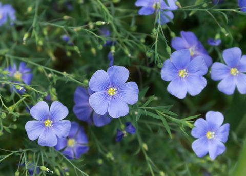 Blue Flax - Perennial Flax Seeds